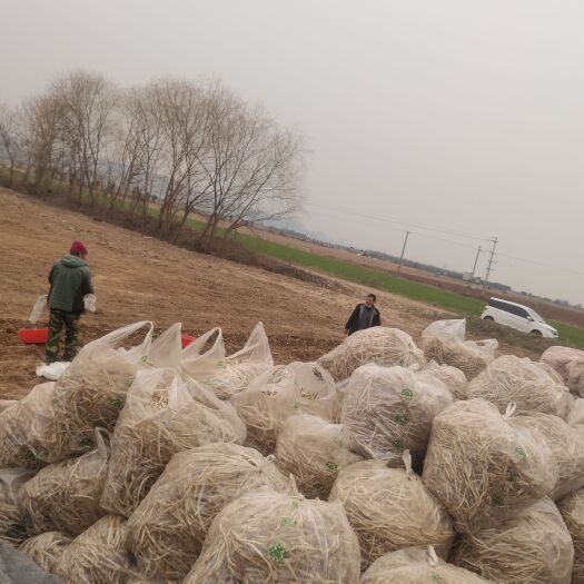 洛阳巩义银条菜大量出售