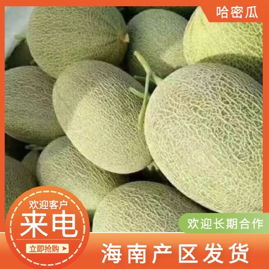 乐东县海南25号晓蜜