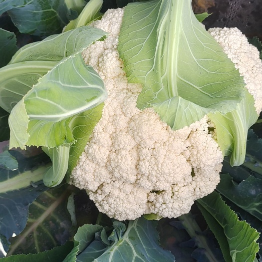 华宁县散花