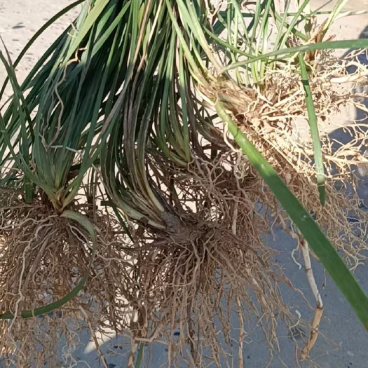 襄樊兰花三七精品阔叶麦冬