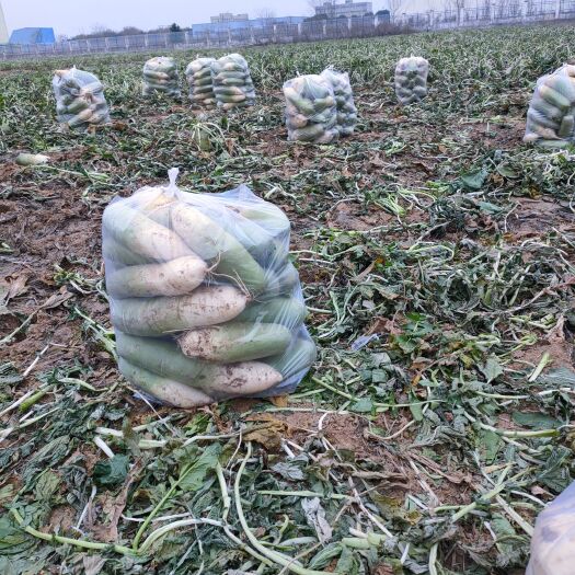 襄樊新鲜采摘