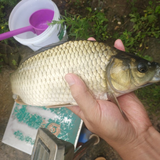 成都热销鲫鱼湘云鲫 中科 大板鲫钓塘直发 半斤一斤规格