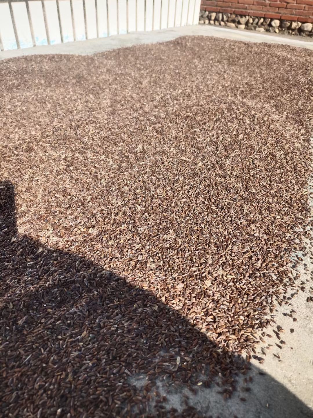 辽南条形北苍术朱砂点新种子