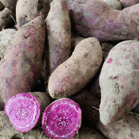 高州市黑沙地紫薯008 三两起可用作工厂加工薯 养殖薯 要多可送达