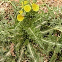 洛宁县续断菊