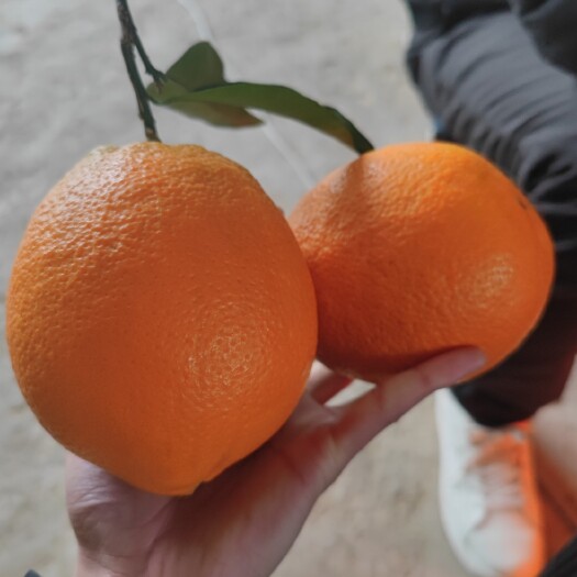 奉节正宗奉节脐橙纽荷尔