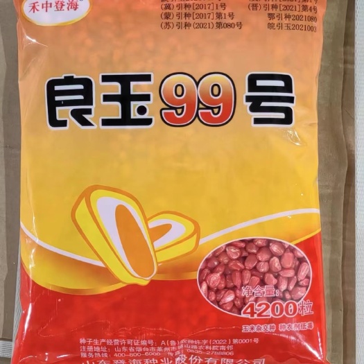 封丘县玉米种子良玉99