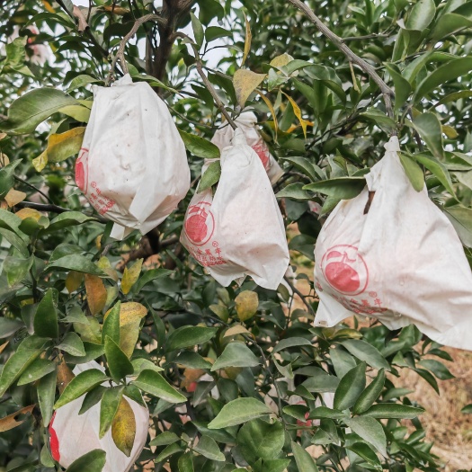 成都品质不错  水份好 果面好  耙耙柑