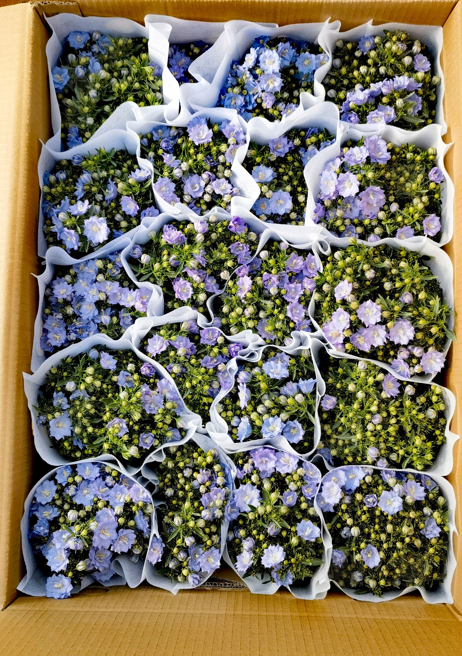 12cm盆风铃花 丹麦风铃 单瓣重瓣共两个品种