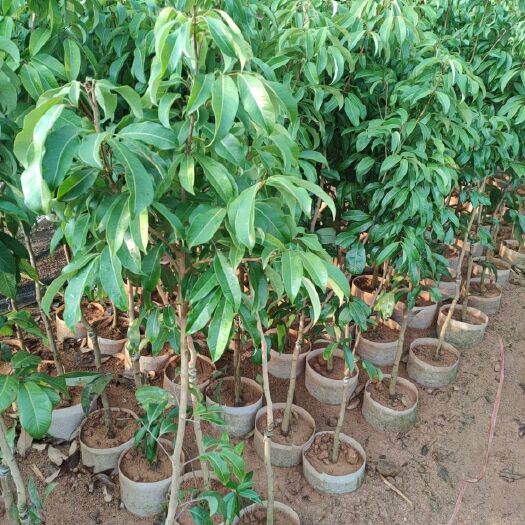 灵山县仙进奉荔枝苗杯苗