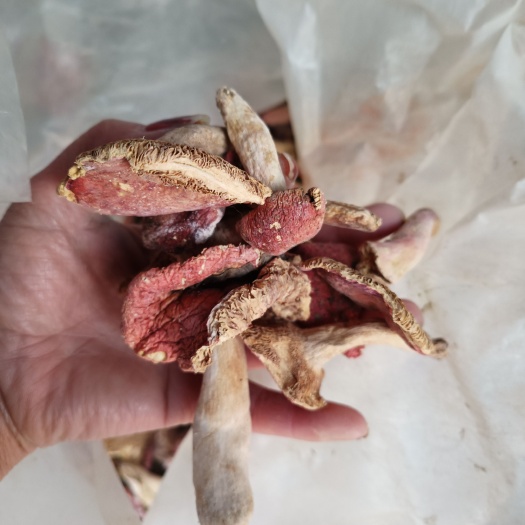 南召縣紅菇殘菇批發(fā)一一一一手貨源不退貨