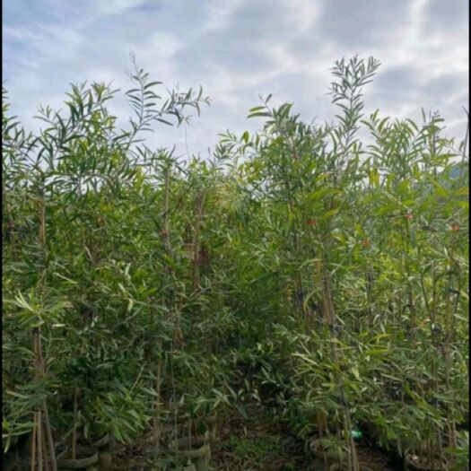 邵阳相思苗