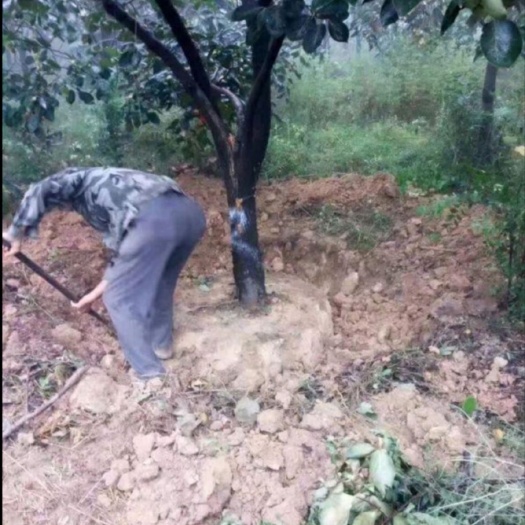 邵阳柿子树