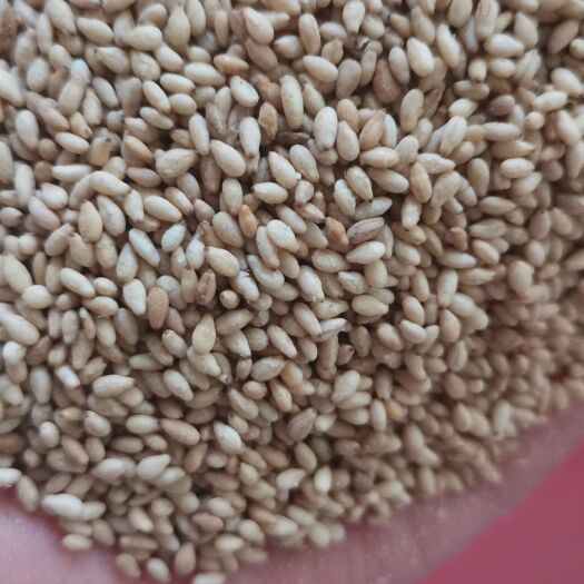 油麻  白芝麻 熟白芝麻  生白芝麻榨油磨酱等级多种