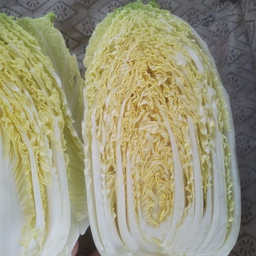 兰州娃娃菜大量有货