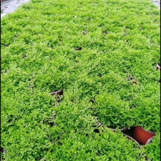 邵阳跳舞草
