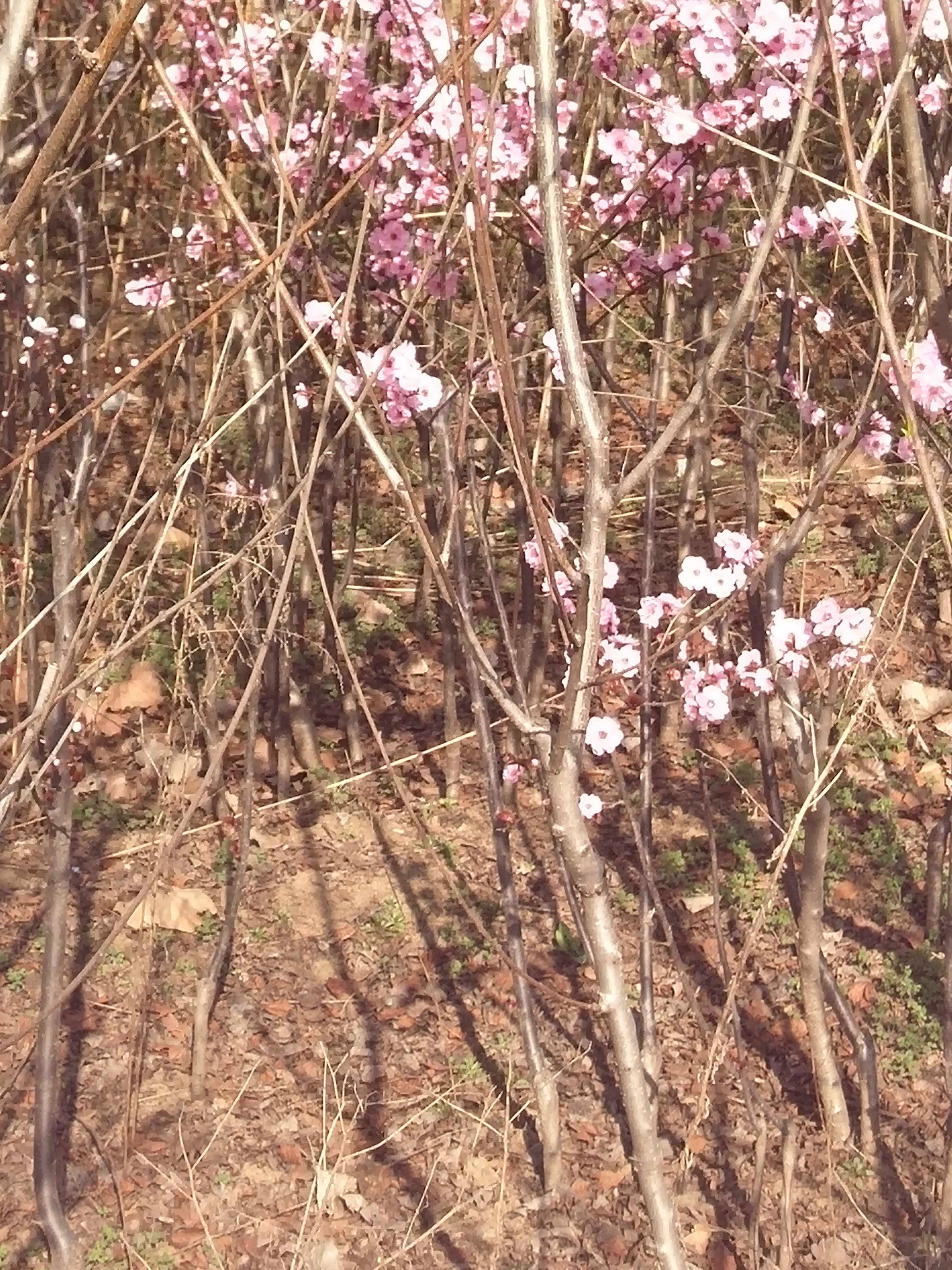 凯特杏苗