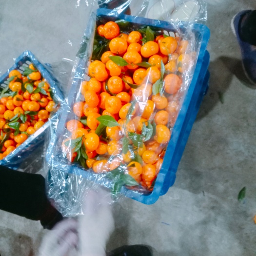 上林县广西荔浦本地沙糖桔，无籽无渣，入口甜，