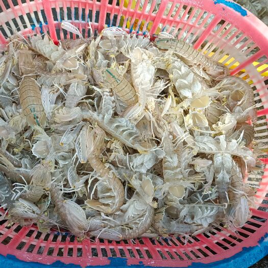 北海活煮皮皮虾规格有5/7，8/12的，货源充足，适合各大餐饮。