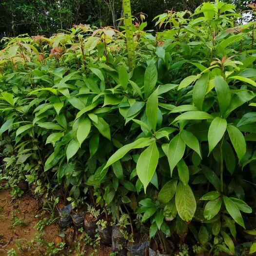 苍梧县闽楠