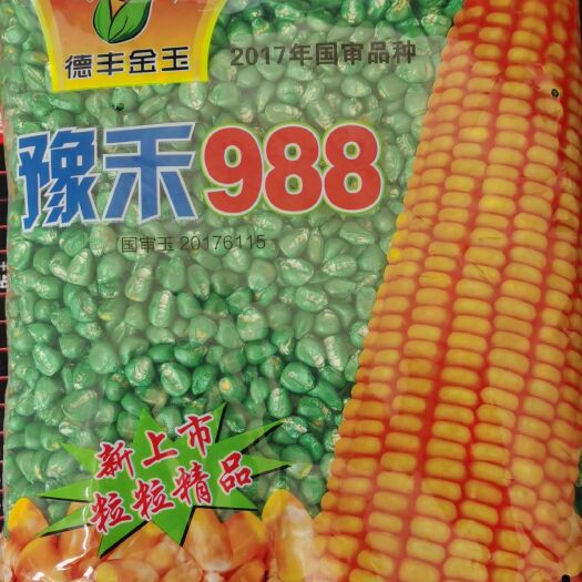 南宫市豫禾988国审品种白轴大棒产量高抗倒抗病