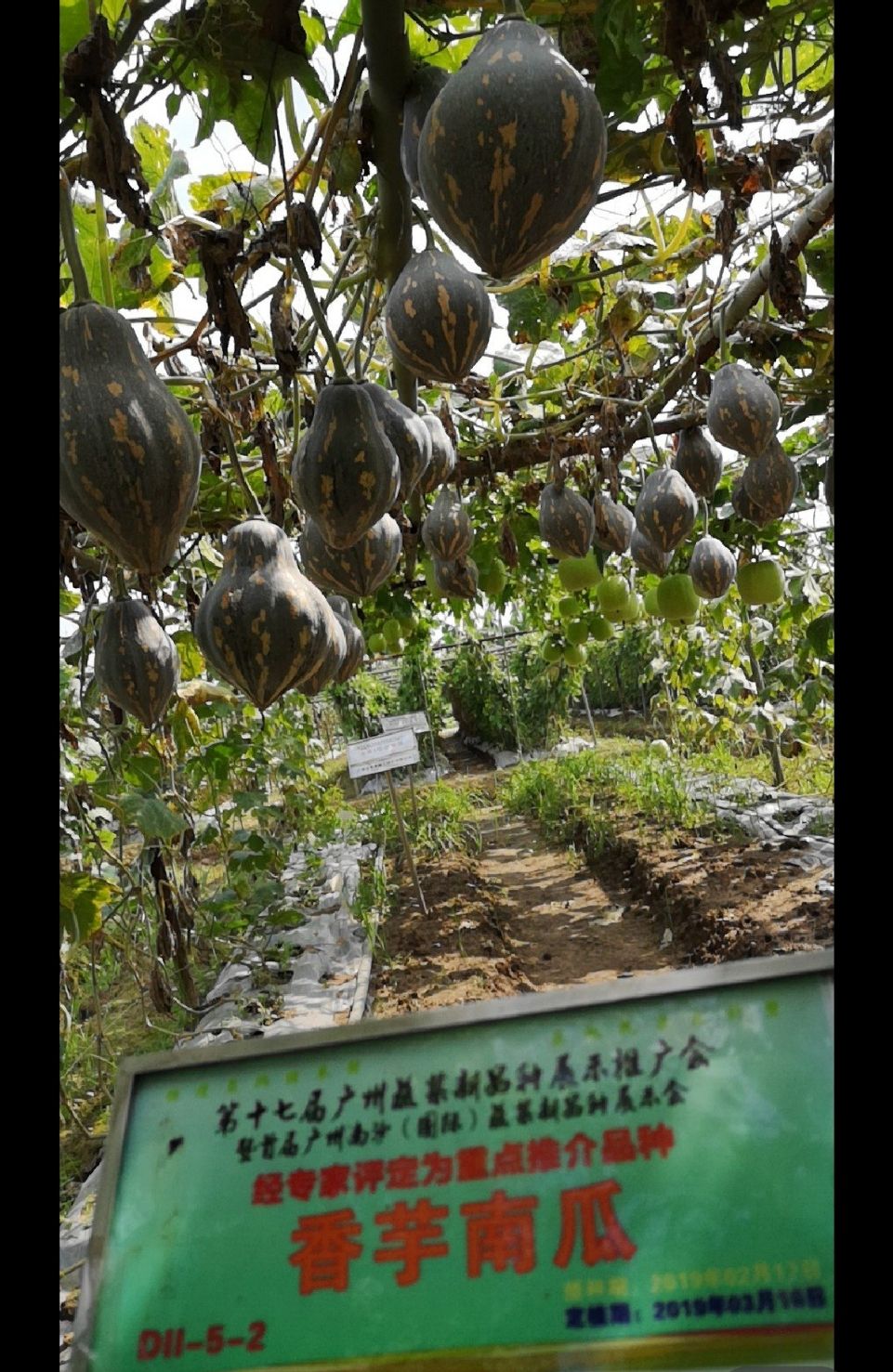 香味浓郁 大果型 产量较高 富贵香芋南瓜种子  口感粉糯
