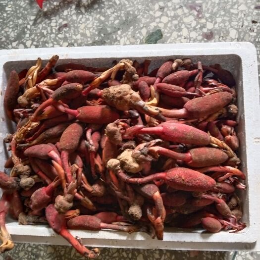 巴马县回 春草