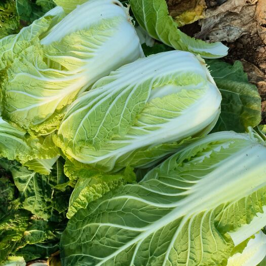饶阳县黄心大白菜，给钱就卖，2万斤