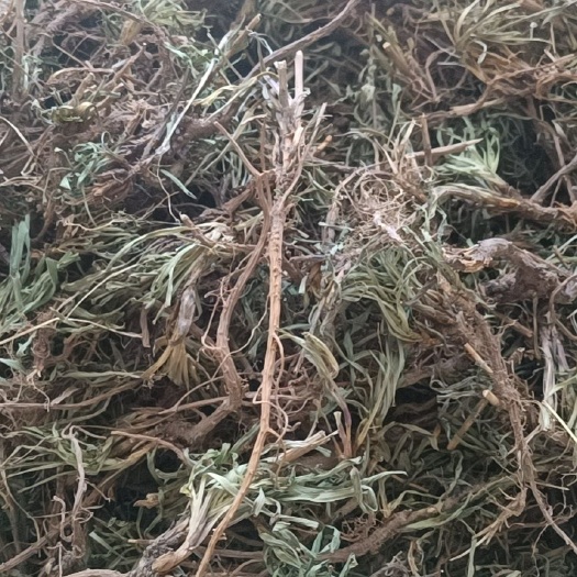 漳县黑柴胡