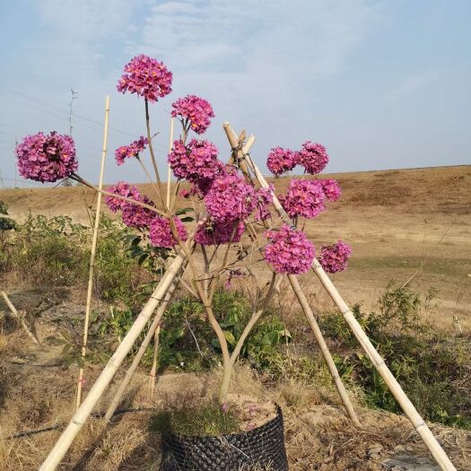 佛山嫁接紫花风铃