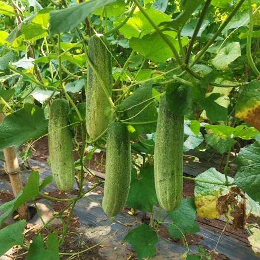 泰国引进耐热耐湿中早熟水果吊瓜抗病坐果力强品质保证厂家直销