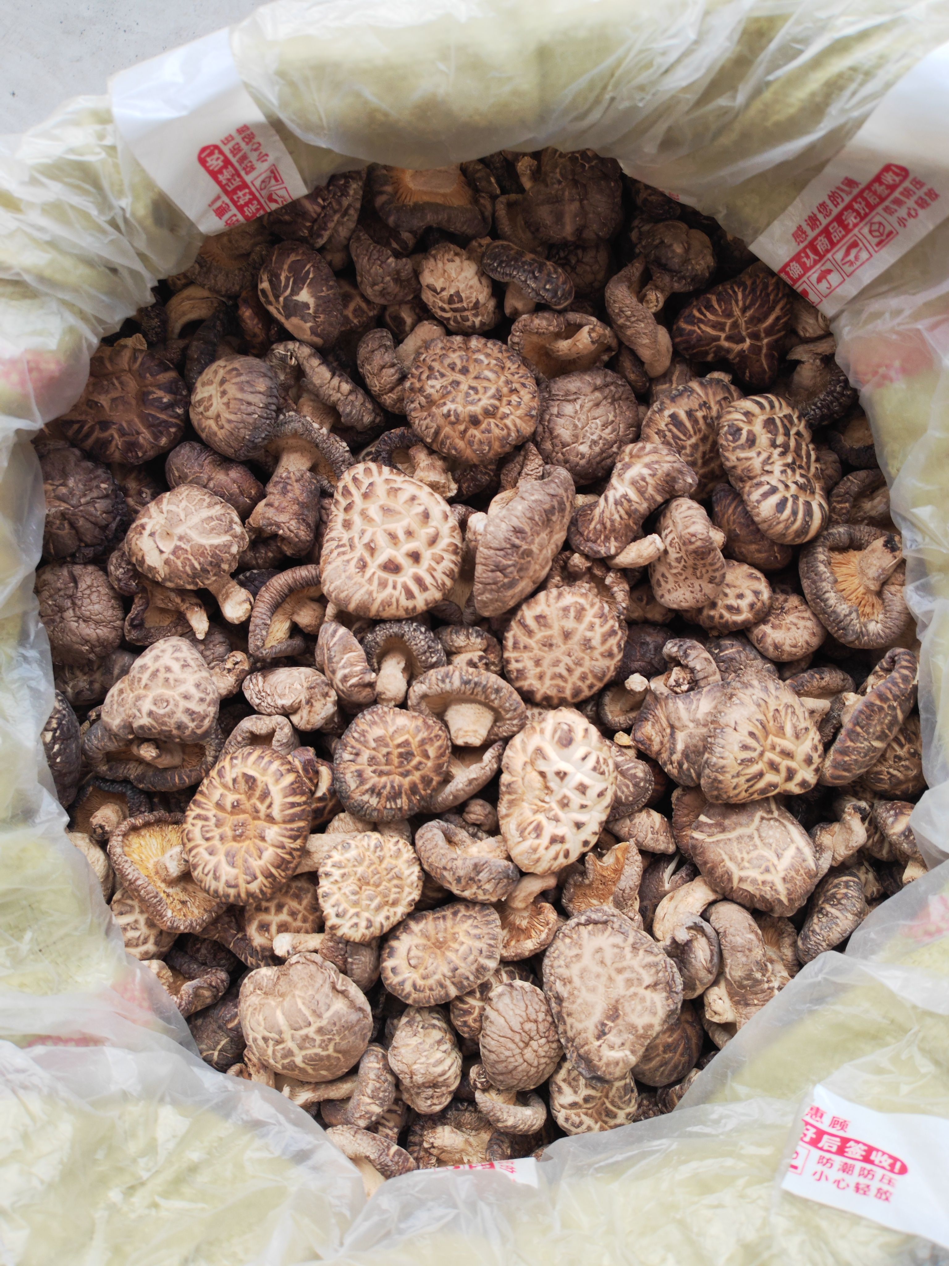 椴木花菇、白花菇