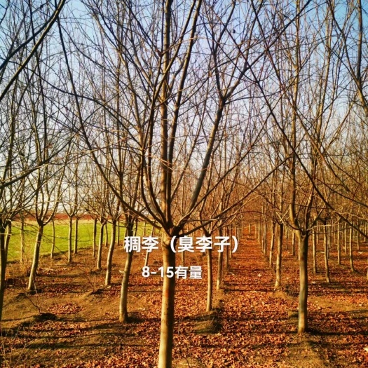 哈尔滨臭李子，稠李一级树，哈尔滨8到15公分大量1.6分枝