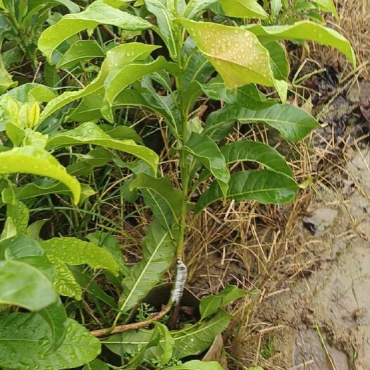 灵山县大量批发黄晶果嫁接苗品种有冬蜜黄晶果，白金黄晶果黄宝石黄晶果