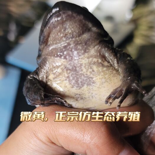 鹤峰县石蛙