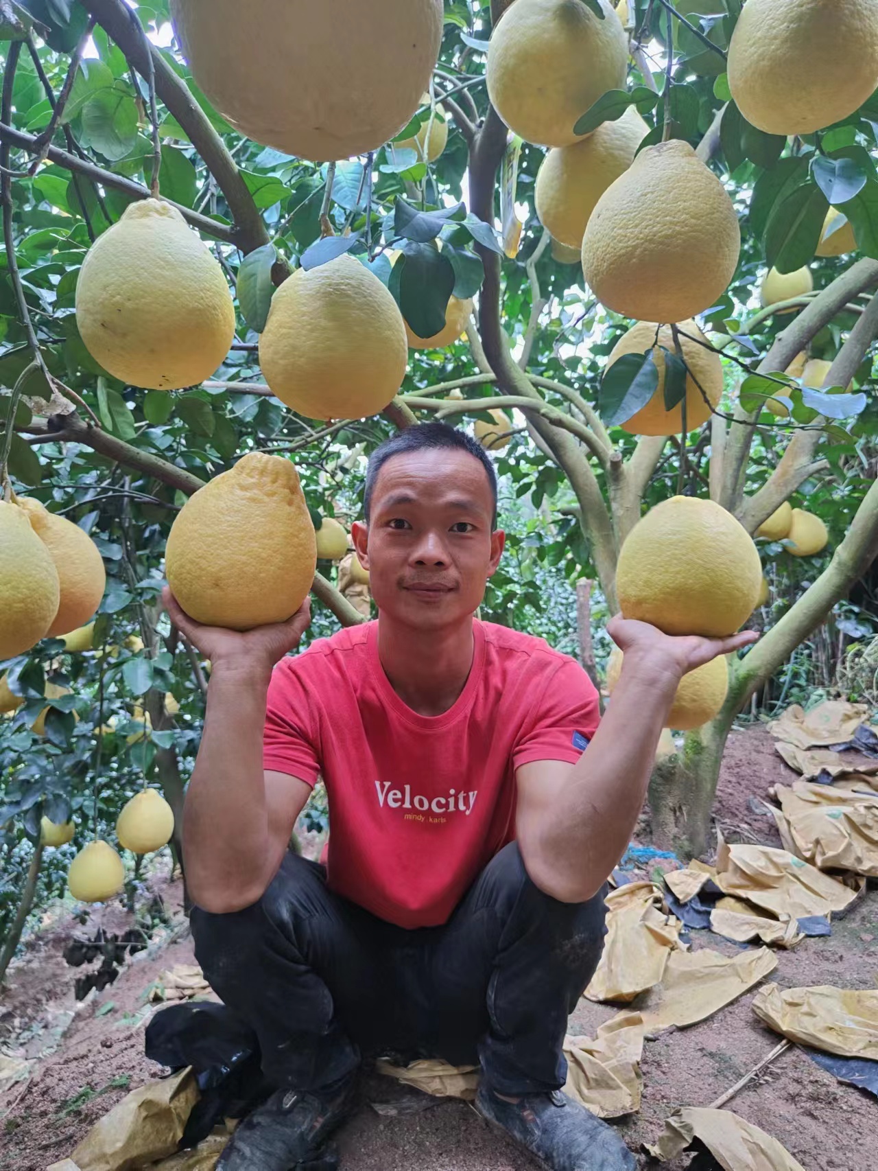 延杏農(nóng)業(yè)