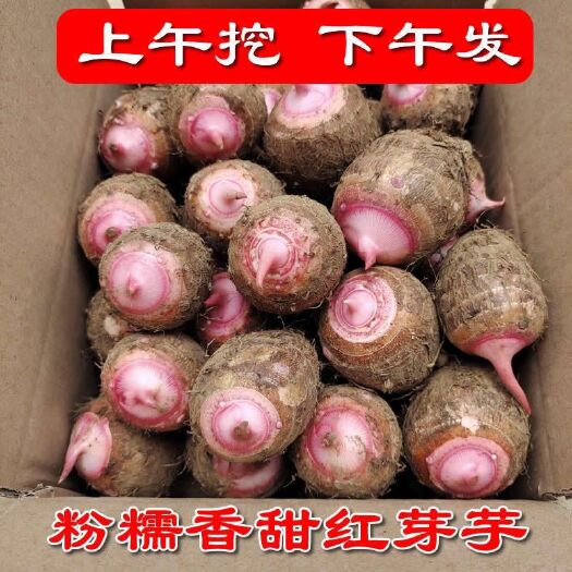 浙江金华新鲜现挖红芽芋头仔农家自种红嘴小毛芋香芋艿软粘粉糯