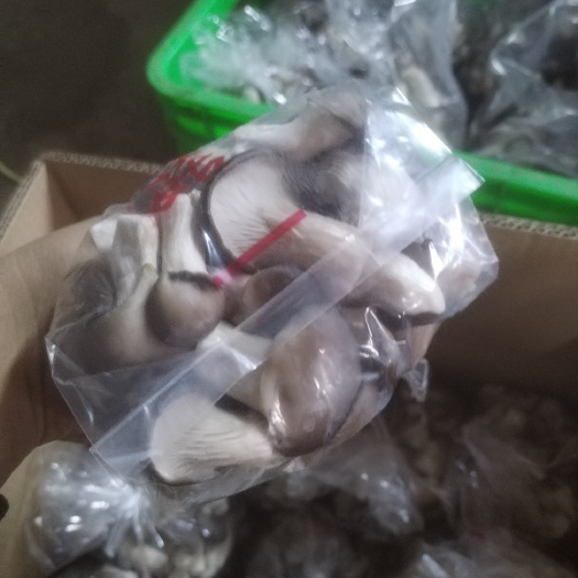 赵县秀珍菇，小黑平，现货大量供应。