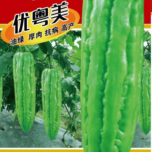 海口中早熟油绿瓜肩平尾钝瓜型美观商品性佳品质保证厂家发货