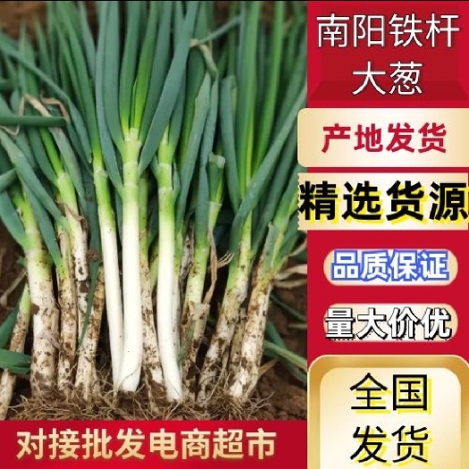 新野县2023新野大葱新最价格行情走势新野钢葱铁杆大葱长白大葱