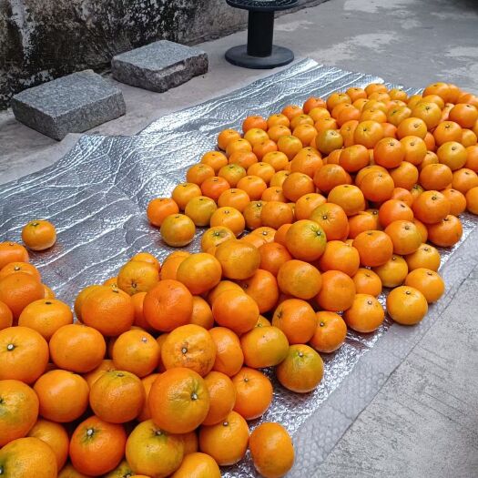 南靖县农家自产沃柑