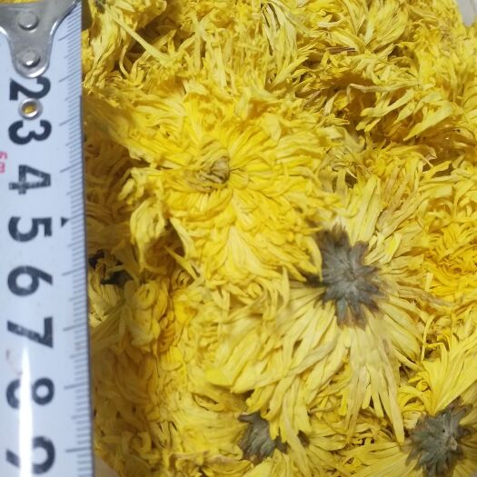 全州县金丝皇菊干花