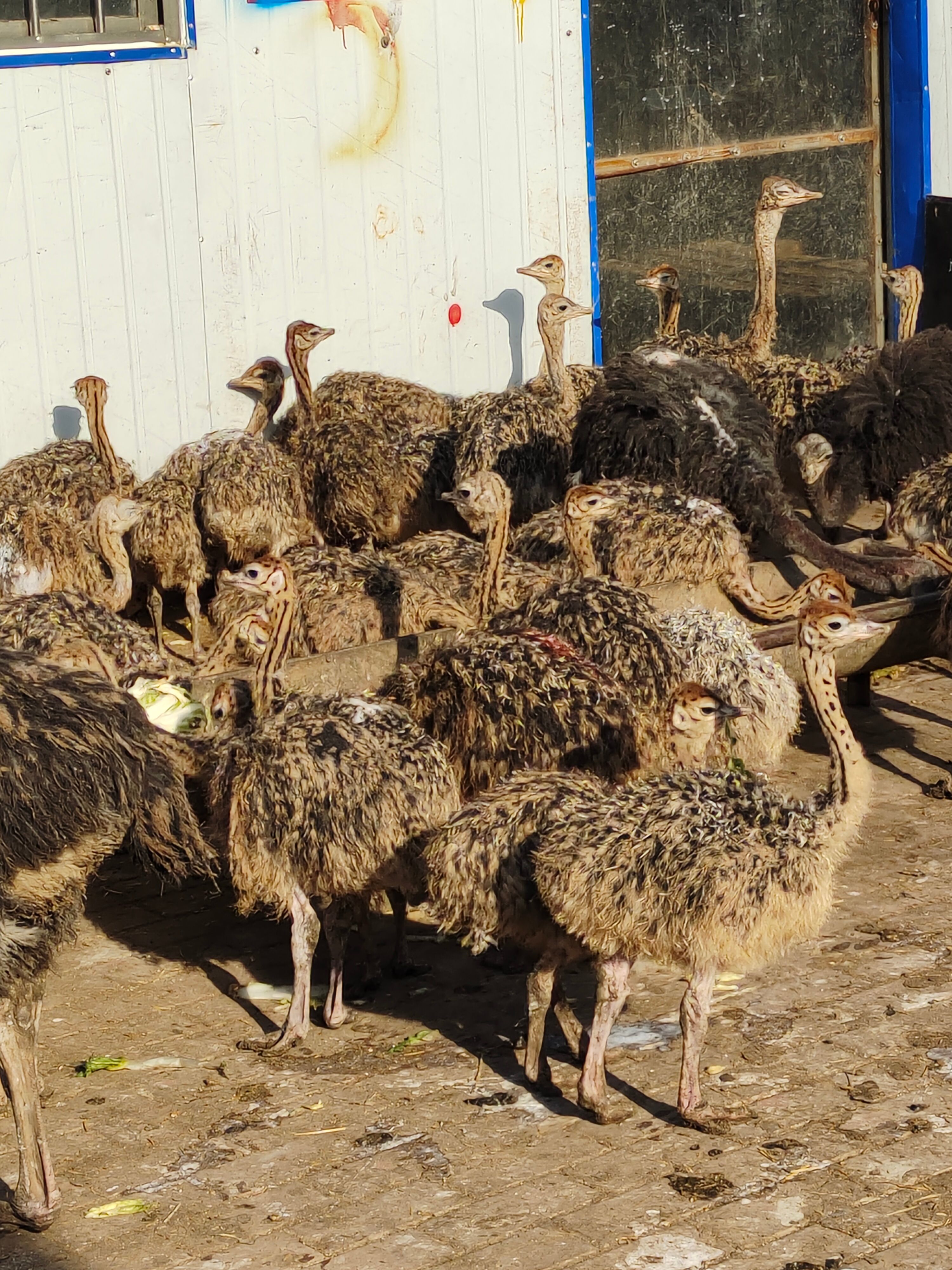 鸵鸟苗 非洲鸵鸟养殖