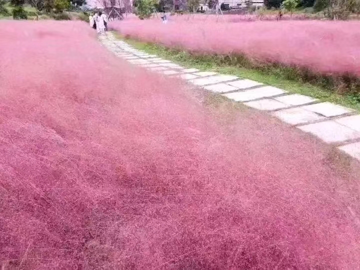 無錫芳東綠化種苗有限公司