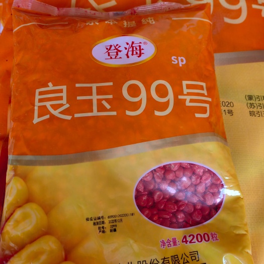 邯郸SP型登海良玉99，抗病抗倒不空杆，耐高温