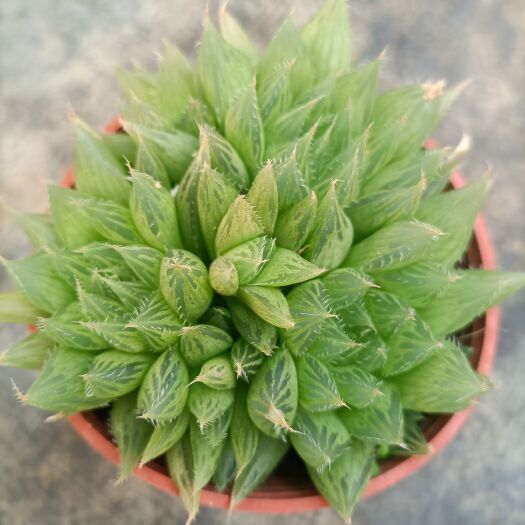 大邑县三角琉璃莲水晶掌水晶莲