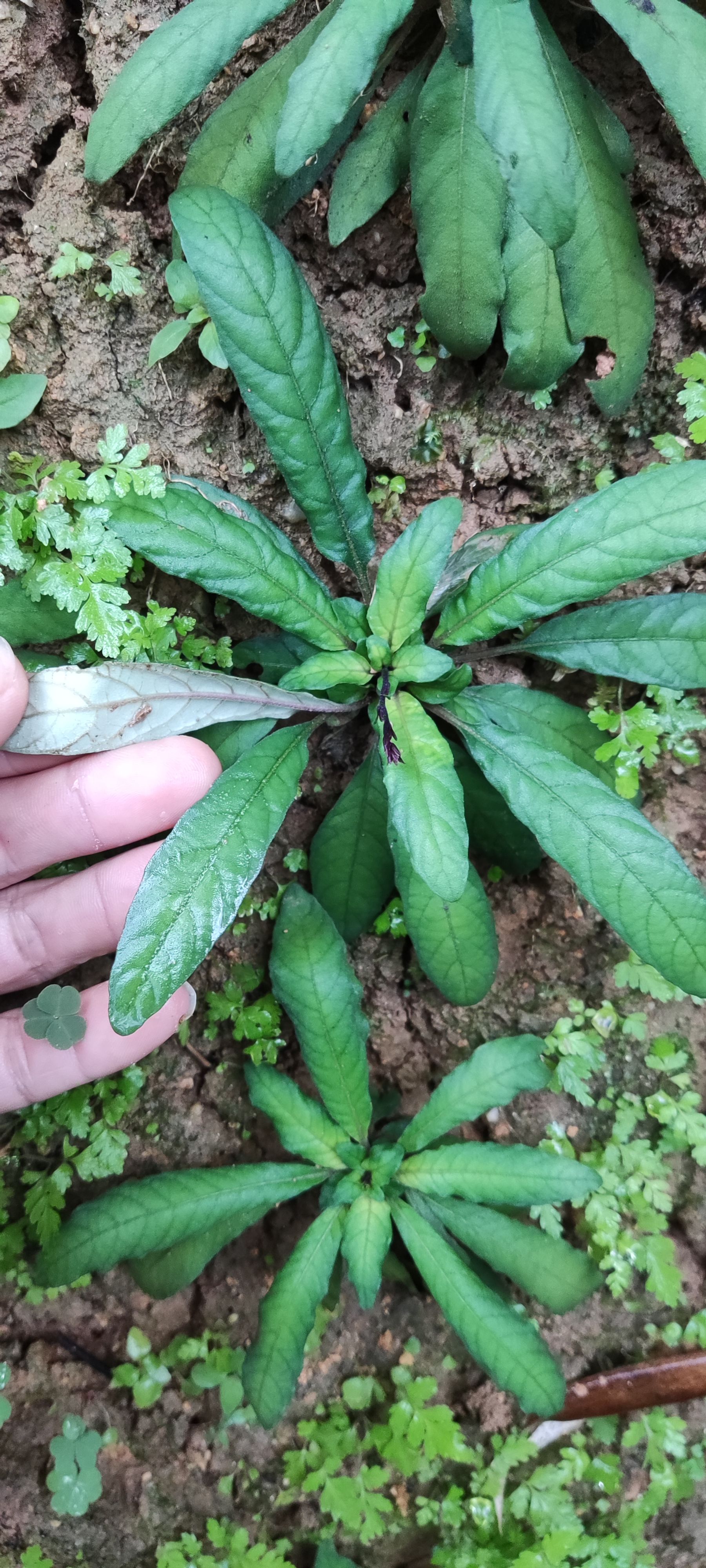 白背草药用价值图片