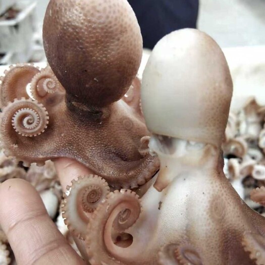 滨州章鱼！短腿八爪鱼