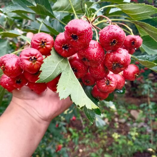 甜红子山楂，山东有名特产，产地直销
