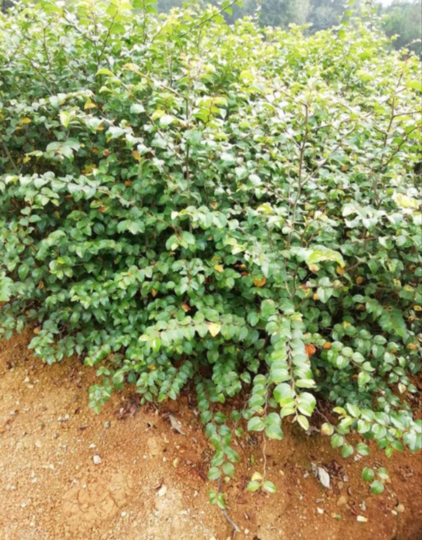 马甲子苗